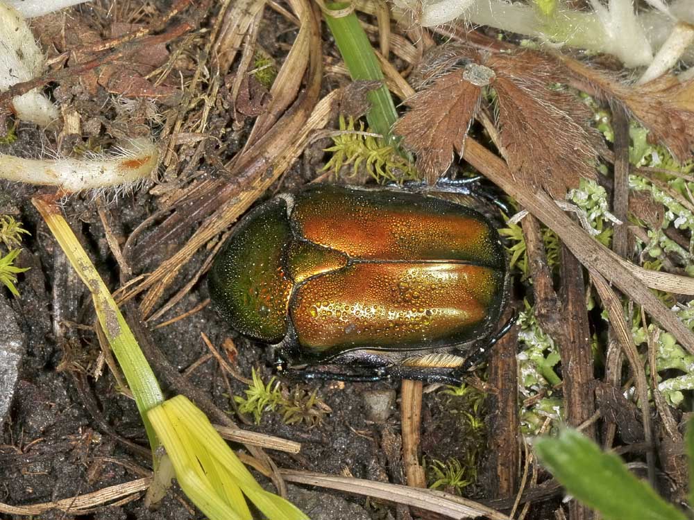 Cetoniidae -  Protaetia cuprea cuprea